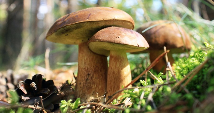 Rostou houby. Neváhejte a hurá do lesa!