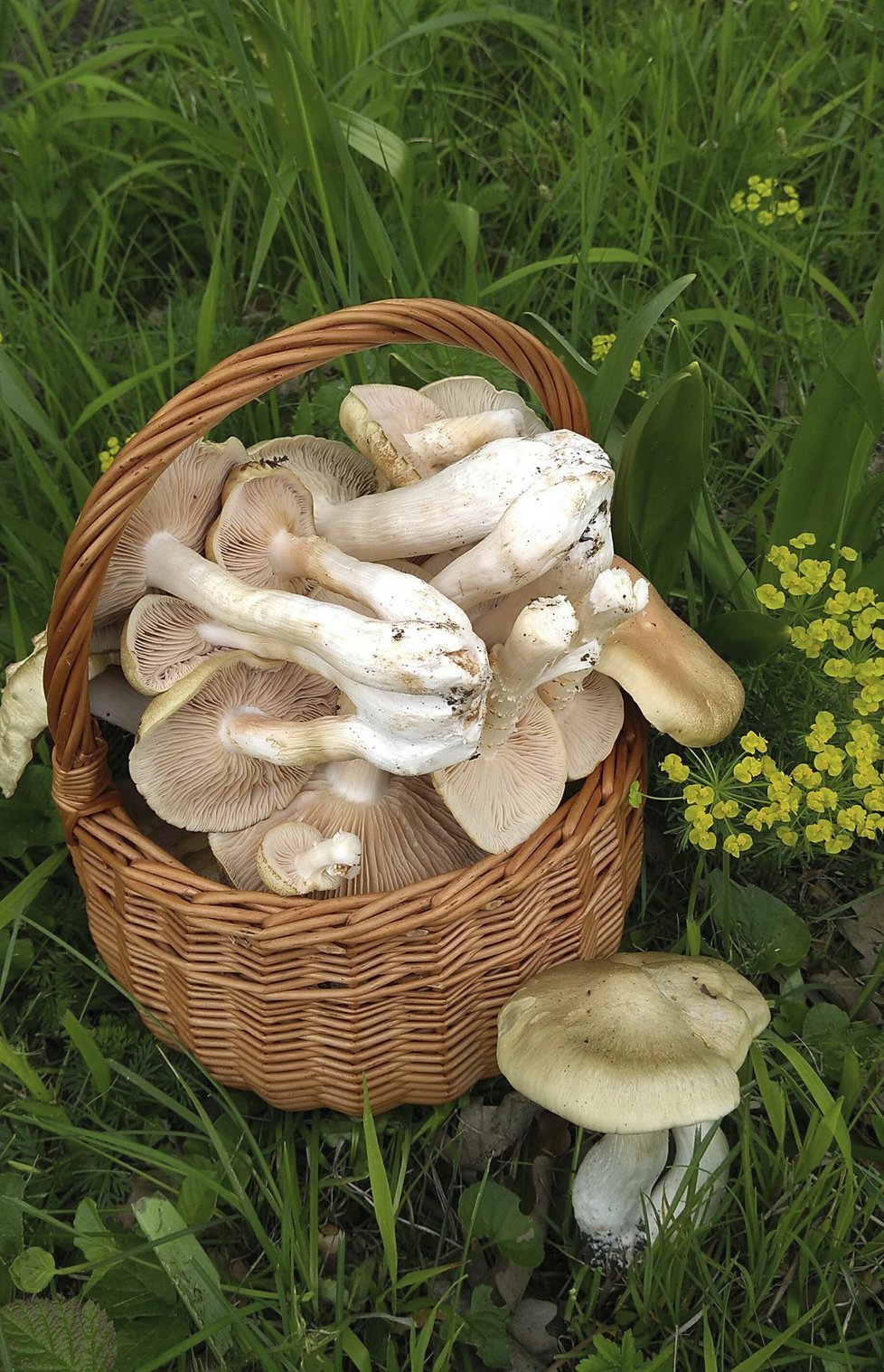 I přesto, že je teprve polovina května, někteří houbaři již hlásí první úlovky. (17. 5. 2019)