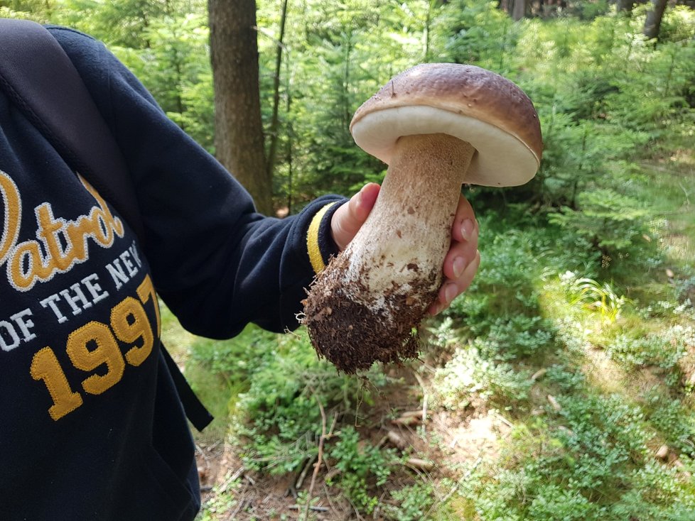 Na houby chodí s radostí a láskou. Manželé Krupkovi navzdory suchu přinesli z lesa pěkné kousky.