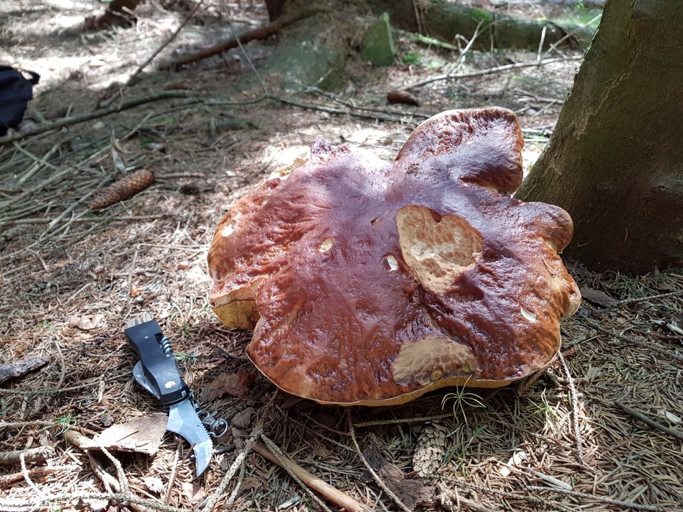Klobouk velký jako talíř. Tak velké houby našli manželé Krupkovi. Do lesa chodí o dovolené, kterou tráví u přehrady Seč.
