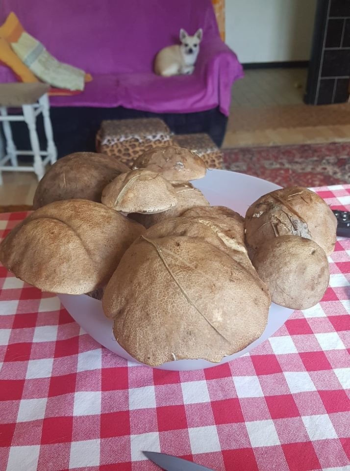 Nález Marie Slámové z okolí Uhlířských Janovic