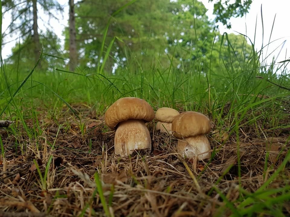 Podle mykologa Jaroslava Landy máme v lese rozhodně šanci na úspěch. Ty pravé houbařské žně ale teprve přijdou.