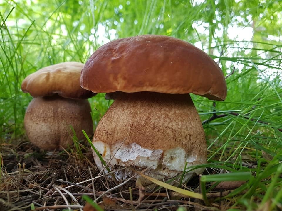 Podle mykologa Jaroslava Landy máme v lese rozhodně šanci na úspěch. Ty pravé houbařské žně ale teprve přijdou.