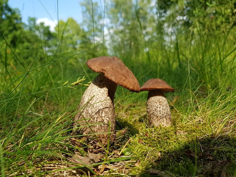 Podle mykologa Jaroslava Landy máme v lese rozhodně šanci na úspěch. Ty pravé houbařské žně ale teprve přijdou.