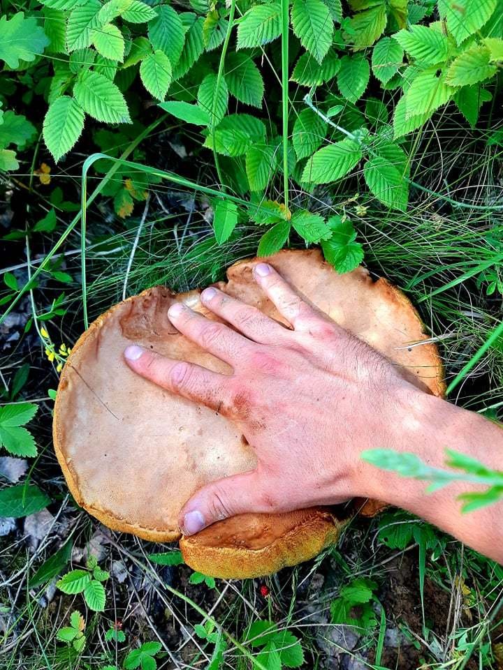 Podle mykologa Jaroslava Landy máme v lese rozhodně šanci na úspěch. Ty pravé houbařské žně ale teprve přijdou.