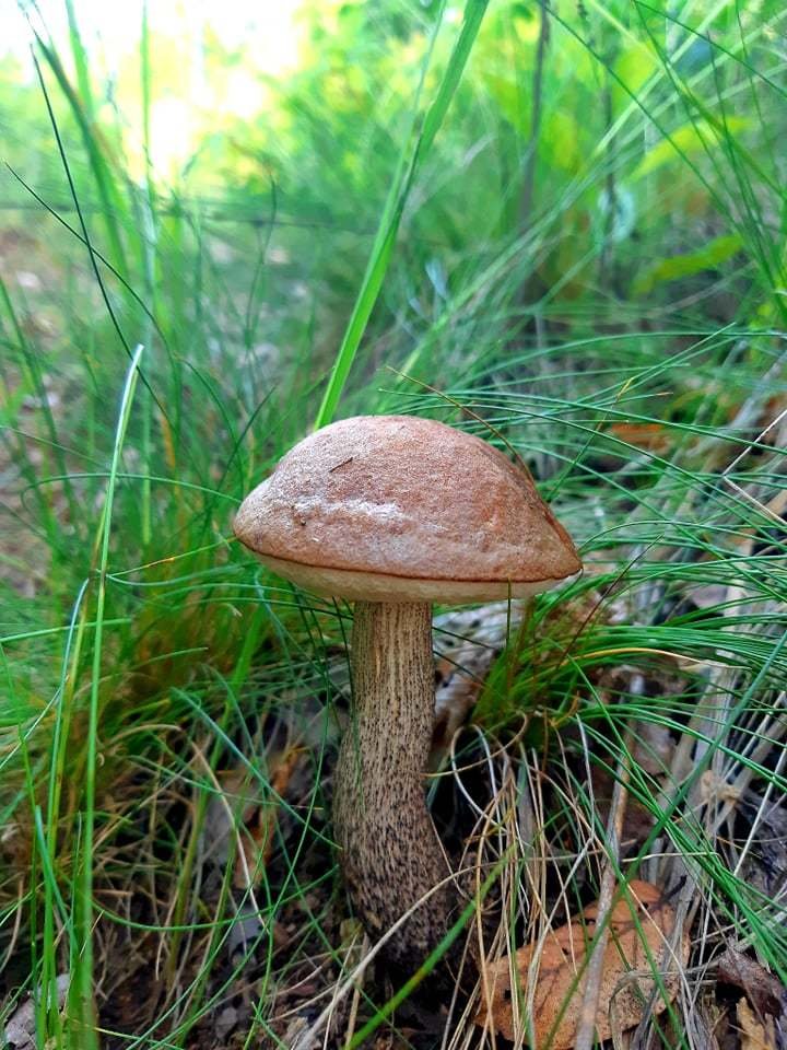 Podle mykologa Jaroslava Landy máme v lese rozhodně šanci na úspěch. Ty pravé houbařské žně ale teprve přijdou.