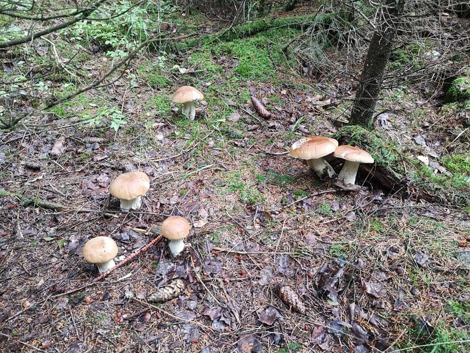 Hříbky v lese