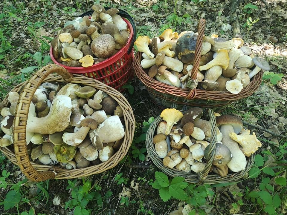 Zejména velké houby je lepší rozpůlit rovnou na místě nálezu a červivé tam nechat, aby se vytrousily v lese a položily tak základ novým přírůstkům.