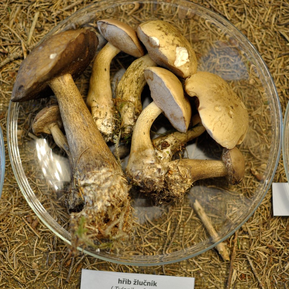 Houbařům udělalo radost i Muzeum Beskyd ve frýdecko-místeckém zámku vystavuje jedlé i jedovaté houby.