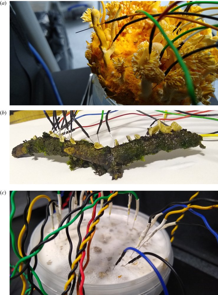 Zkoumání jazyka hub pomocí diferenčních elektrod v laboratorních podmínkách