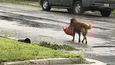 Pes v texaském Sintonu si odnáší celý balík krmiva pro psy.