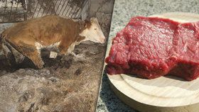 Mrtvolný steak z Polska: Takhle se mohl dostat i na váš talíř!