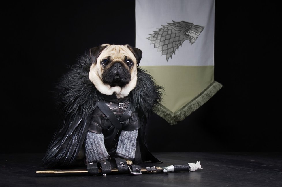 Mopsík jako Jon Snow.