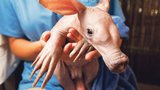 V pražské zoo se snaží o mládě hrabáče kapská trojka!