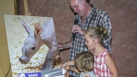 Mládě hrabáče kapského v Zoo Praha je samička. Dostala jméno „Ta pravá“