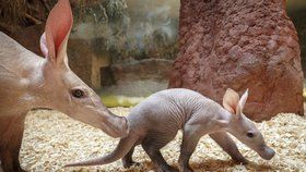 Kluk, nebo holka? Zoo Praha o víkendu odhalí pohlaví hrabáče, budou křtiny