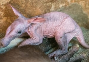 Mládě hrabáče kapského se momentálně učí samostatně pít mateřské mléko. Na něm bude závislé ještě dalších deset měsíců, za čtyři by však mělo zkoušet ochutnat potravu dospělých.