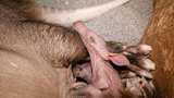 Radost v pražské zoo: Rodina hrabáčů přivítala dalšího člena. Váží přes kilo a má se čile k světu 