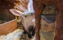 Labužníci hrabáči v Zoo Praha: Červy lepí na jazýčky