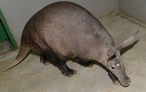 Hrabáč kapský z olomoucké zoo.