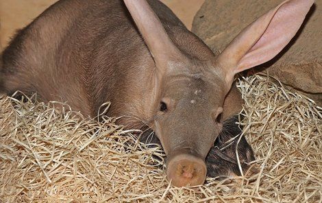 Hrabáč kapský v plzeňské zoo.