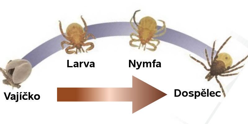 Vývojový cyklus klíštěte