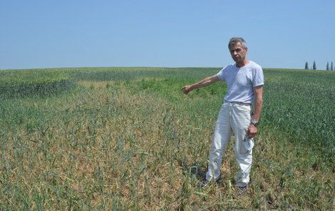 „Velké plochy ozimé pšenice jsou zlikvidovány,“ ukazuje zemědělec Josef Sedláček.