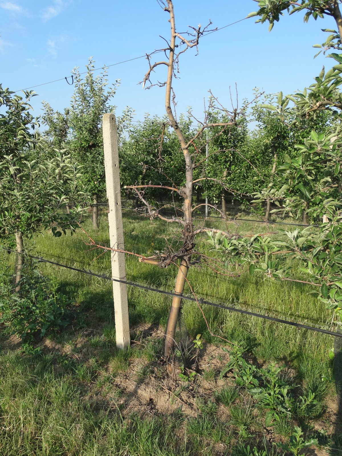 Ovocným stromům uhryžou kořenový krček a strom uhyne.