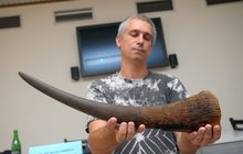 Zloděj chtěl z buchlovského hradu odnést roh nosorožce: Cena: 1,6 milionu!