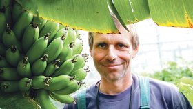 Sympatický zahradník Vladimír Šeba své řemeslo ovládá perfektně. Podařilo se mu ve skleníku vypěstovat i banány