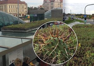 Na tramvajové zastávce na Hradčanské vyrostl na jednom přístřešku travnatý pažit. Cestující jej ocení především v létě. Jeho růst a vzhled však budou moci obdivovat celoročně.