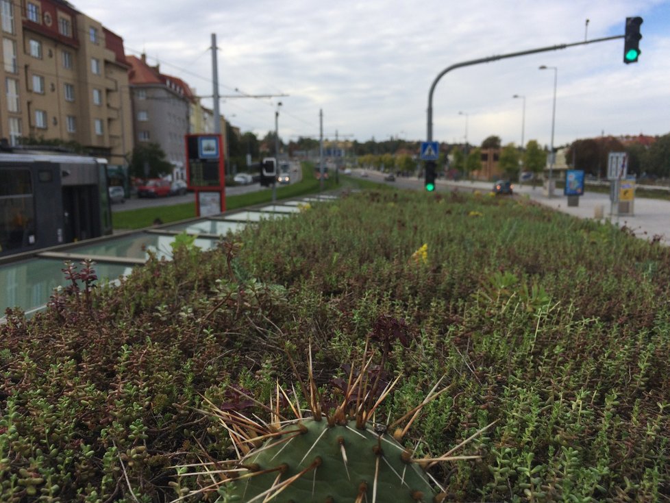 Budou takto jednou vypadat všechny přístřešky pražské MHD? Na Hradčanské se objevila zastávka se zatravněnou stříškou. Zůstat by měla do června 2021.