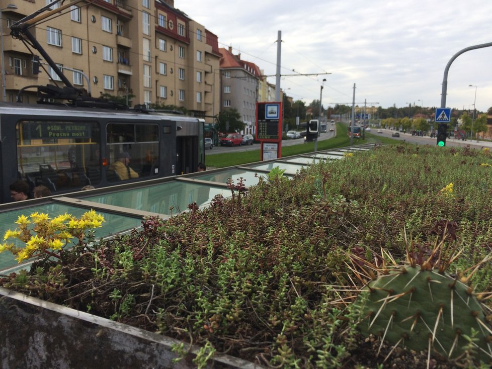 Budou takto jednou vypadat všechny přístřešky pražské MHD? Na Hradčanské se objevila zastávka se zatravněnou stříškou. Zůstat by měla do června 2021.