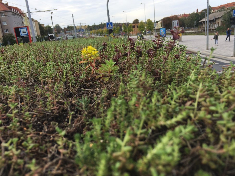 Budou takto jednou vypadat všechny přístřešky pražské MHD? Na Hradčanské se objevila zastávka se zatravněnou stříškou. Zůstat by měla do června 2021.