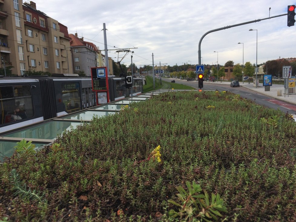 Budou takto jednou vypadat všechny přístřešky pražské MHD? Na Hradčanské se objevila zastávka se zatravněnou stříškou. Zůstat by měla do června 2021.