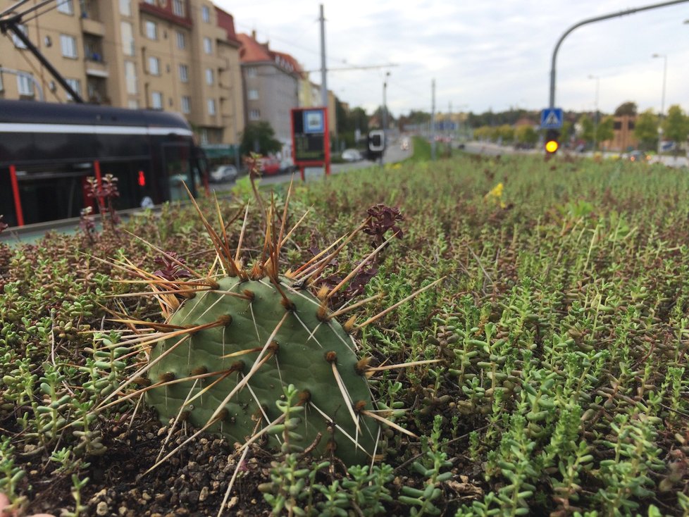 Budou takto jednou vypadat všechny přístřešky pražské MHD? Na Hradčanské se objevila zastávka se zatravněnou stříškou. Zůstat by měla do června 2021.