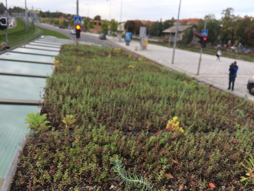 Budou takto jednou vypadat všechny přístřešky pražské MHD? Na Hradčanské se objevila zastávka se zatravněnou stříškou. Zůstat by měla do června 2021.