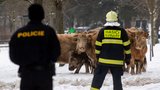 V Hradci Králové utekly polodivoké krávy: Policisté se samopaly je naháněli šest hodin