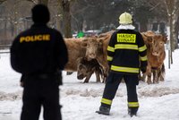 V Hradci Králové utekly polodivoké krávy: Policisté se samopaly je naháněli šest hodin