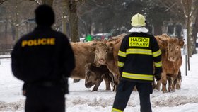 V Hradci Králové utekly krávy. Policisté je naháněli se samopaly, jednu zastřelili.