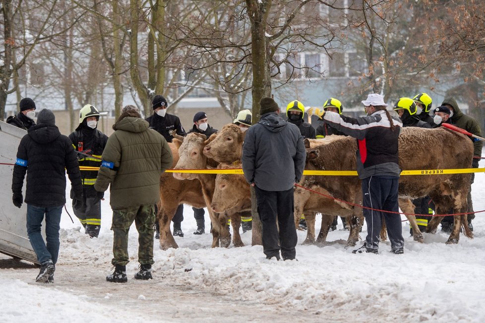 V Hradci Králové utekly krávy. Policisté je naháněli se samopaly, jednu zastřelili.