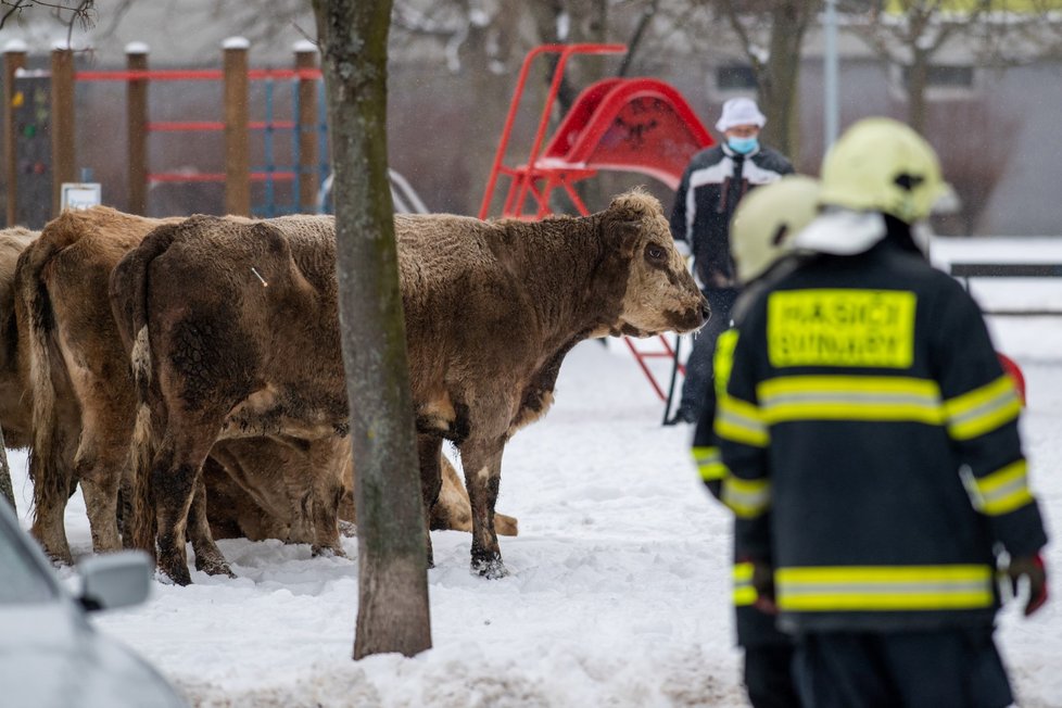 V Hradci Králové utekly krávy. Policisté je naháněli se samopaly, jednu zastřelili.