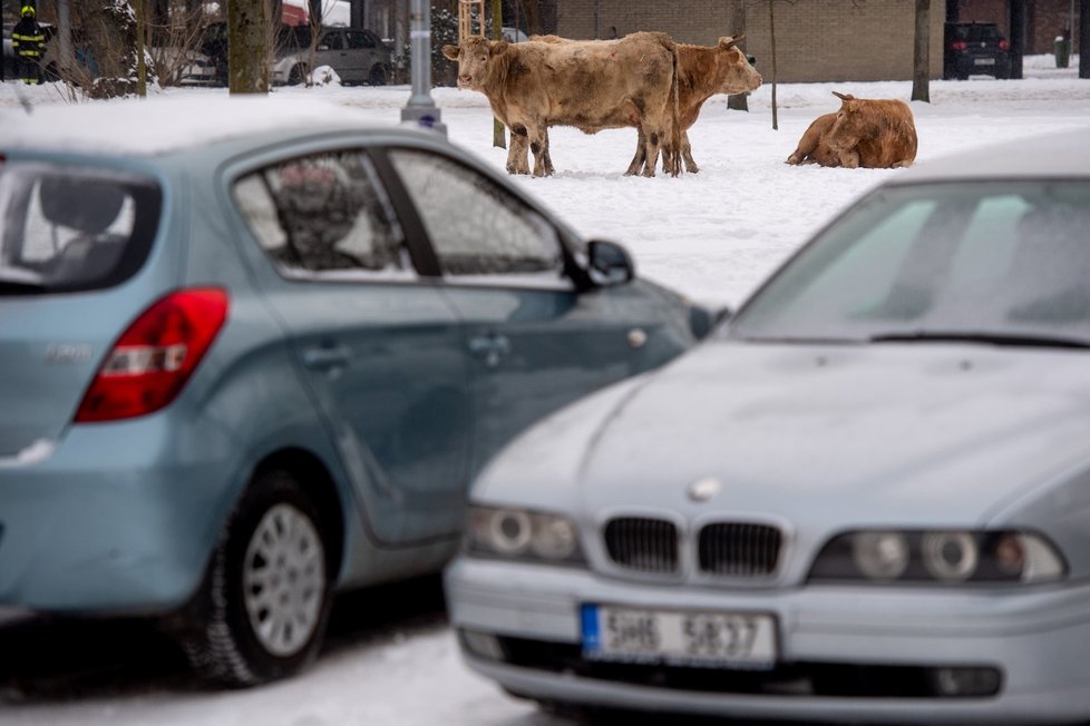 V Hradci Králové utekly krávy. Policisté je naháněli se samopaly, jednu zastřelili.