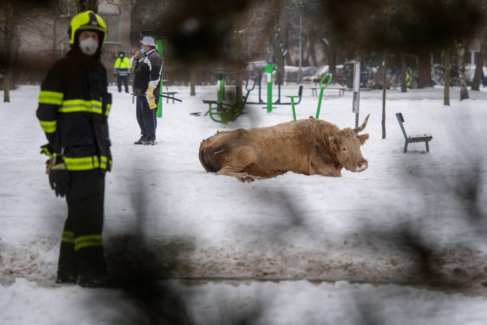 V Hradci Králové utekly krávy. Policisté je naháněli se samopaly, jednu zastřelili.