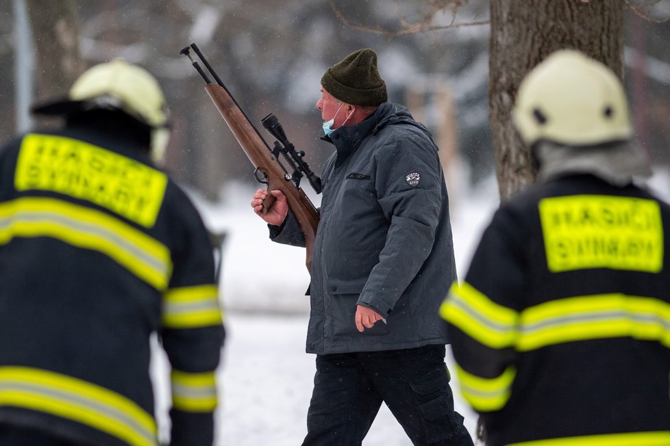 V Hradci Králové utekly krávy. Policisté je naháněli se samopaly, jednu zastřelili.