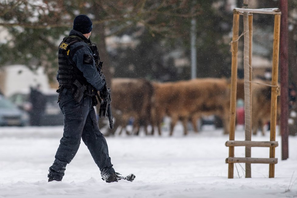 V Hradci Králové utekly krávy. Policisté je naháněli se samopaly, jednu zastřelili.