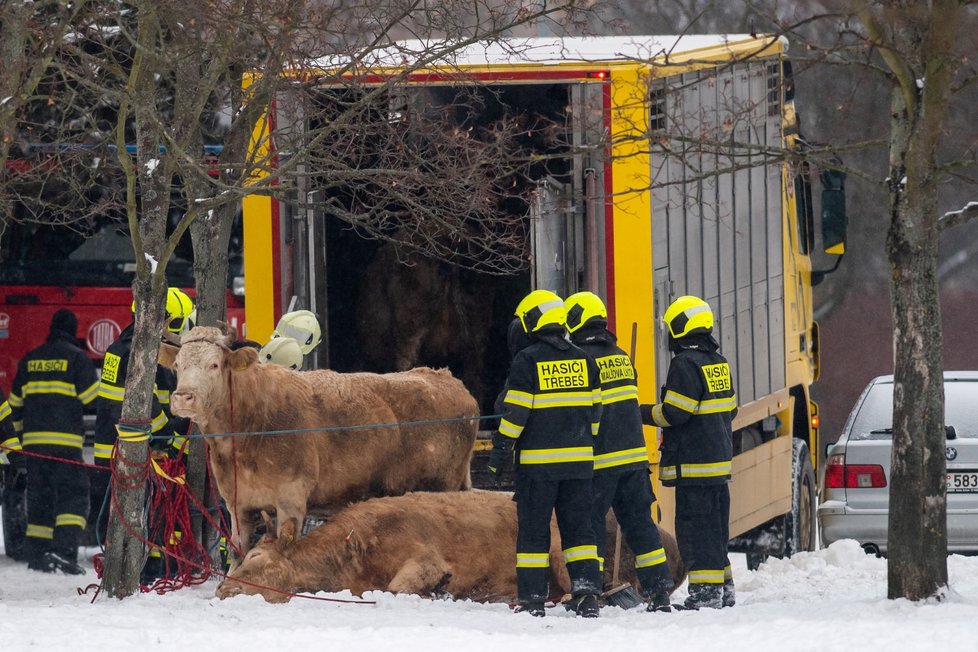V Hradci Králové utekly krávy. Policisté je naháněli se samopaly, jednu zastřelili.