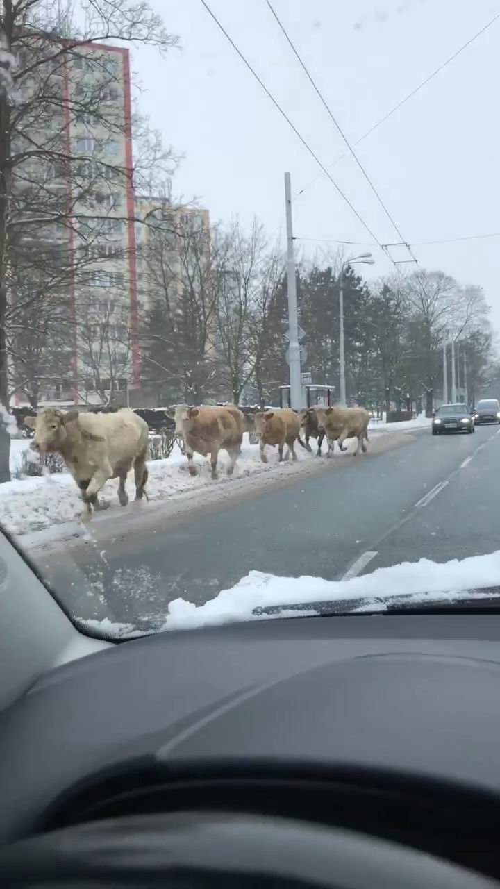 V Hradci Králové utekly krávy. Policisté je naháněli se samopaly, jednu zastřelili.