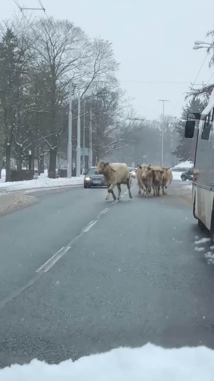 V Hradci Králové utekly krávy. Policisté je naháněli se samopaly, jednu zastřelili.