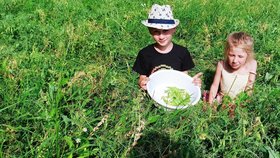 Hrášek na poli v Ropici u Třince si může nasbírat každý sám, poplatkem je část úrody odevzdaná hospodáři.